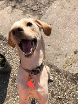 miešaní labrador retriver - 7