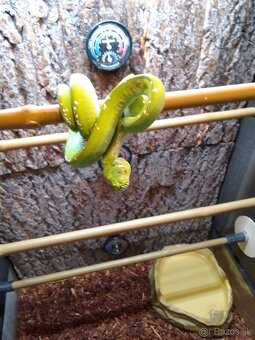 Morelia Viridis Aru spolu s teráriom - 7