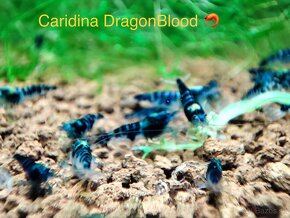 Premium Krevetky Neocaridna a Caridina - OSOBNY ODBER POPRAD - 7