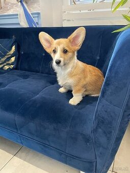 Welsh corgi pembroke - 7