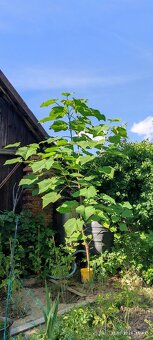 Paulovnia plstnatá (Paulownia tomentosa) - 7