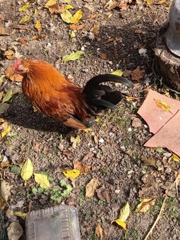 Predám kohútiky MILFLERKY - 7