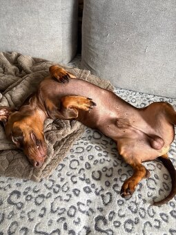 Jazvečik na kritie - 7