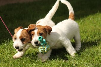 Jack Russell teriér s PP - 7