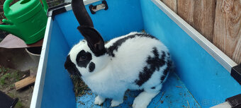 Predám zajacov NOS - 7