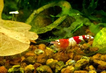 Krevetky Caridina Crystal Black a Crystal Red - 7