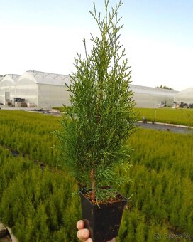 TUJE SMARAGD Premium-Trenčín - 7