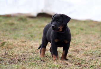 Beauceron - francouzský ovčák s PP (FCI) - 7