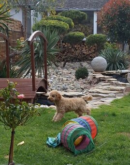 Pudlik pudel trpasličí,psík - 7