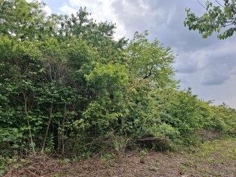 Viničná chata s pozemkom Hronský Beňadik - 7