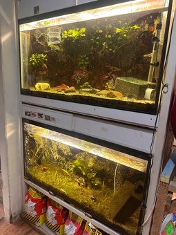Rozpredam aquaristiku - 7
