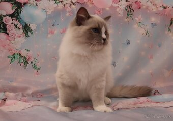 Ragdoll kocúrik s PP - 7