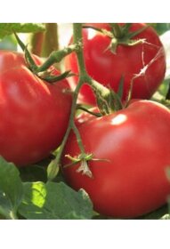 Predaj domácich semienok paradajky - 7
