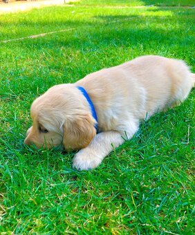 Zlatý retriever - 7