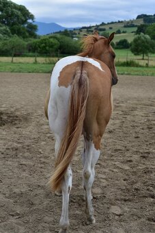 American Paint Horse - 7