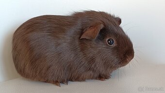 Morské prasiatka - 7