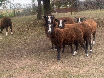 Zwartbles - ovce - 7