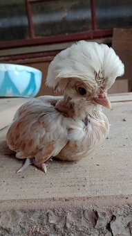 Kuriatka paduankyj v Ťavej farbe. Okrasna hydina .7tyzdnove - 7
