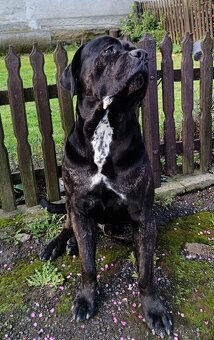 Cane Corso šteniatka bez PP - 7