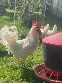 Kohút na predaj - 7