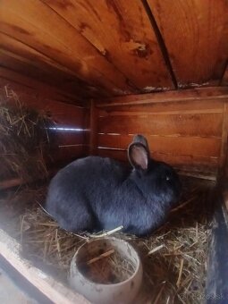 Kalifornske samice - 7