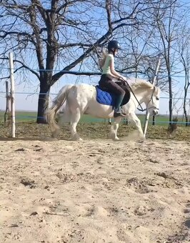 Poník na prenájom - 7