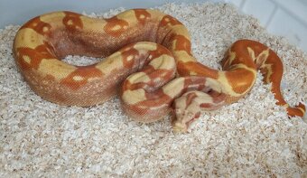 Boa imperator - Purple Sharp Sunglow Aztec, Sharp Sunglow - 7