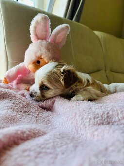 Golddust Yorkshire Terrier, Yorskshire s PP, Jork - 7
