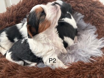 Biewer Yorkshire Terrier - 7