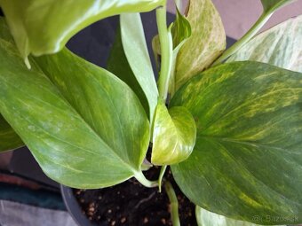 Pagekony riasnaté - 7