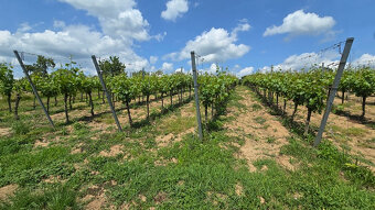 Krásny pozemok s vinicou v Jabloňovciach o výmere 9585 m2 - 7