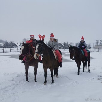 Kobyla appaloosa - 7