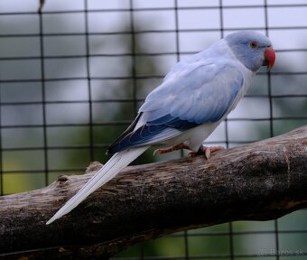 Alexander malý aqua opalin ct - 7