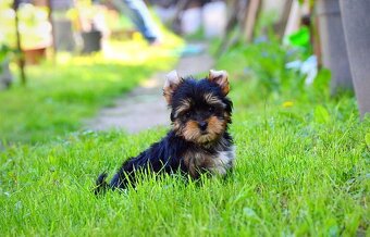 Yorkshirsky terrier mini - 7