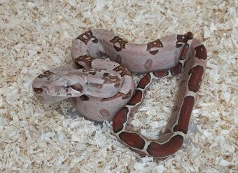 Boa imperator - VPI T+ Albino het Blood, Normal DH VPI Blood - 7