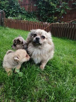 pomeranian x civava - 7