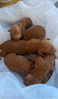 Pudlik pudel trpasličí-stredný fenky - 7