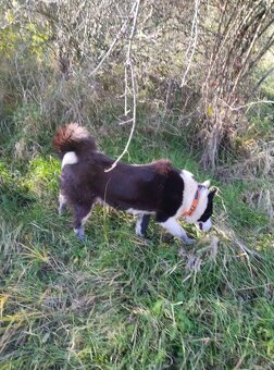 Karelsky Medvedí Pes - 7