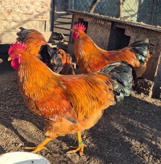 Hempšír na predaj - 7