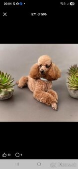 Pudlík,pudel - toy - 7