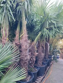 Mrazuvzdorne palmy - Trachycarpus Fortunei - 7