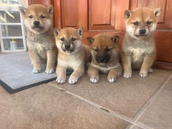 Shiba inu - 7