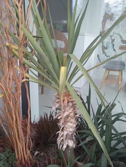 Yucca gloriosa, juka gloriosa mrazuvzdorna - 7