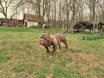 American Bully Pocket - 7