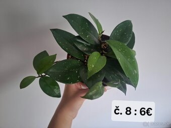 Izbove kvety - 7