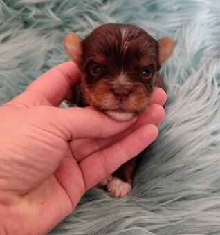 Yorkshire terrier - 7