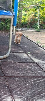 Maltipoo+maltipoo=red maltipoo - 7