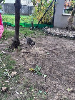 Darujem Mačiatka - 7