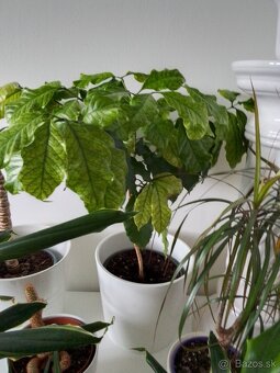 Slonia noha bananovnik kavovnik zamiokulkas a ine - 7