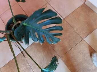 Monstera1, stálozelený izbový kvet - 7